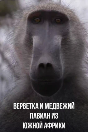 Верветка и медвежий павиан из Южной Африки