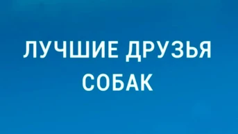 Лучшие друзья собак