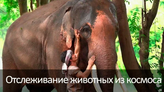 Отслеживание животных из космоса