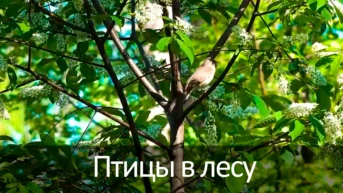 Птицы в лесу
