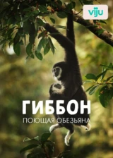 Гиббон — поющая обезьяна