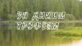 За диким трофеем