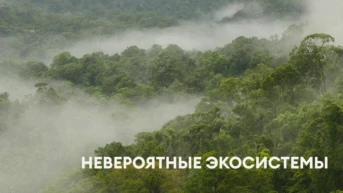 Невероятные экосистемы