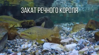 Закат речного короля