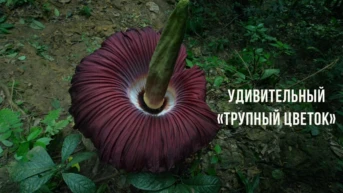 Удивительный «трупный цветок» Индонезии