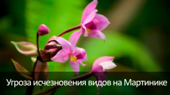Угроза исчезновения видов на Мартинике