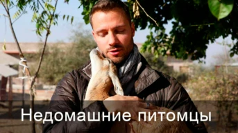 Недомашние питомцы