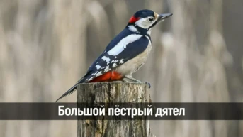 Большой пёстрый дятел