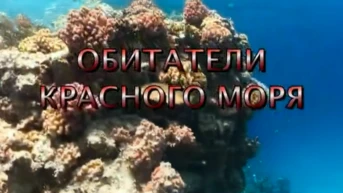 Обитатели Красного моря