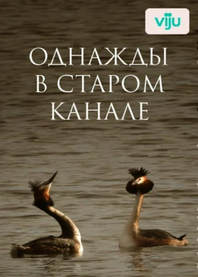 Однажды в старом канале