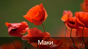 Маки