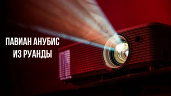 Павиан анубис из Руанды