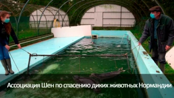 Ассоциация Шен по спасению диких животных Нормандии