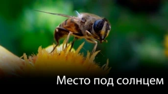 Место под солнцем