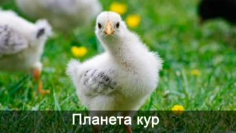 Планета кур