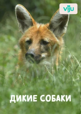 Дикие собаки