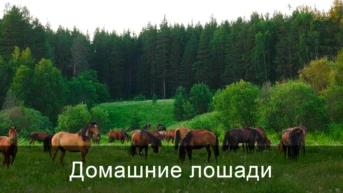 Домашние лошади