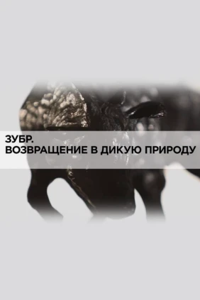 Зубр. Возвращение в дикую природу