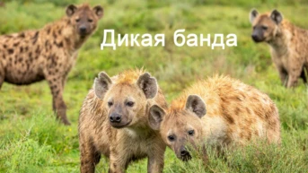 Дикая банда