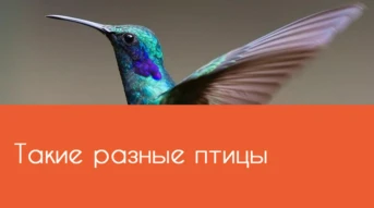 Такие разные птицы