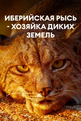 Иберийская рысь - хозяйка диких земель