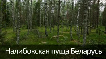 Налибокская пуща Беларусь