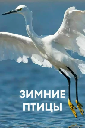 Зимние птицы