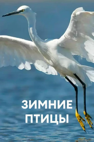 Зимние птицы
