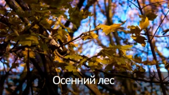 Осенний лес