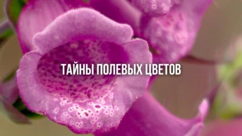 Тайны полевых цветов