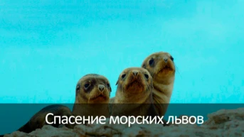 Спасение морских львов
