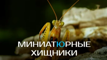 Миниатюрные хищники
