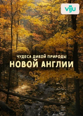 Чудеса дикой природы Новой Англии