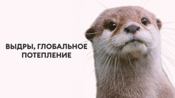 Выдры, глобальное потепление