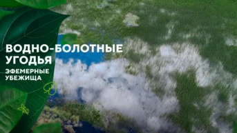 Водно-болотные угодья. Эфемерные убежища