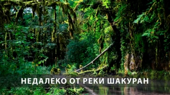 Недалеко от реки Шакуран