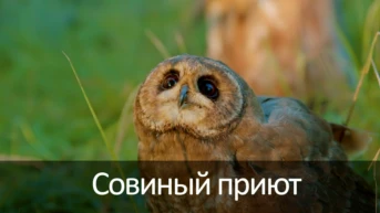 Совиный приют