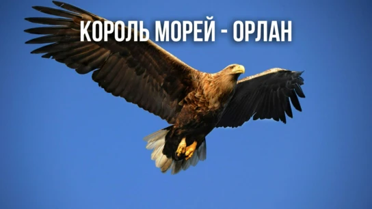 Король морей - орлан