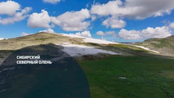 Северный лесной олень