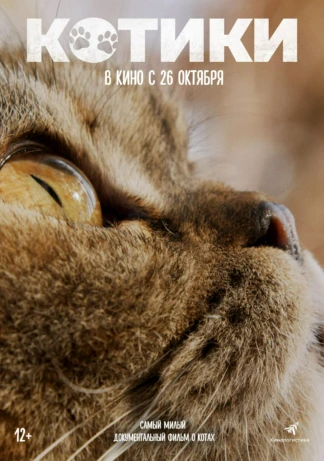 Котики