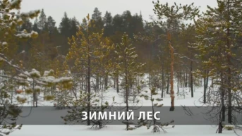 Зимний лес