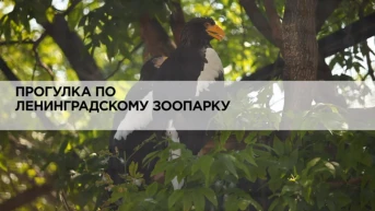 Прогулка по Ленинградскому зоопарку