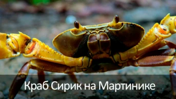 Краб Сирик на Мартинике
