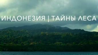 Тайны лесов Индонезии