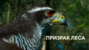 Призрак леса