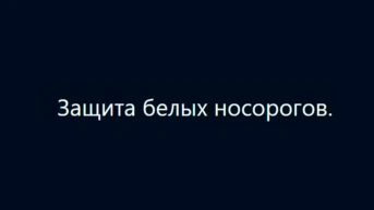 Защита белых носорогов в Южной Африке