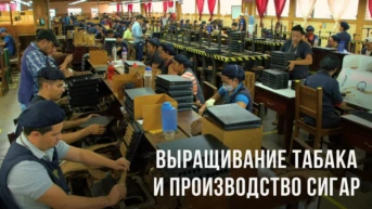 Выращивание табака и производство сигар в Гондурасе