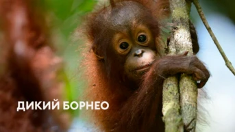Дикий Борнео
