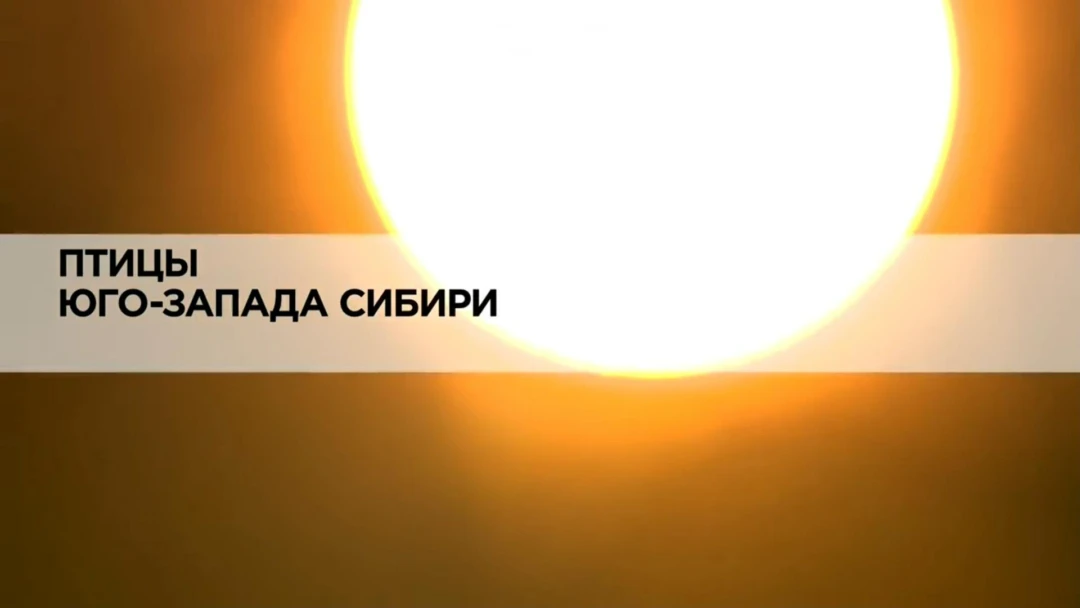 Фильм Птицы Юго-Запада Сибири