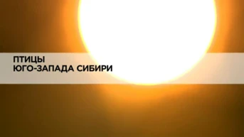 Птицы Юго-Запада Сибири